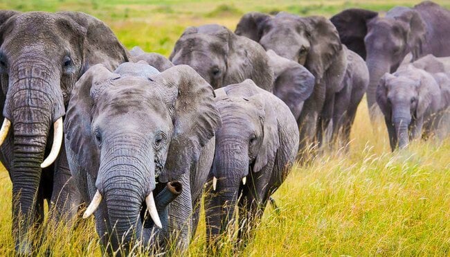 Ruaha:Tansania