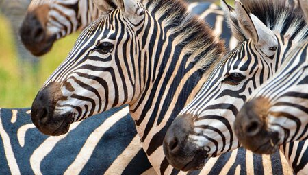 Unsterbliche Serengeti:Tansania