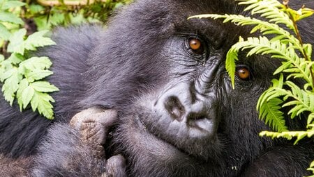 Gorilla:Uganda