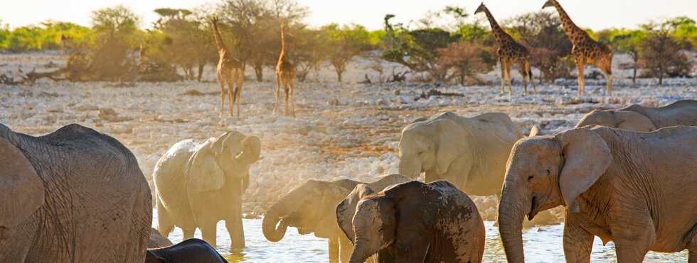 Botswana, Namibia, Simbabwe: Große Weite und wildes Wasser