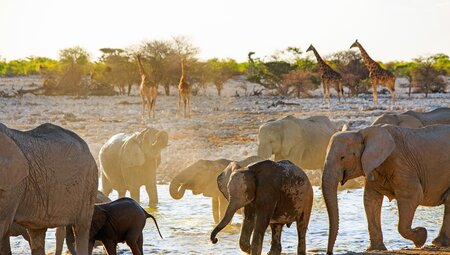 Botswana, Namibia, Simbabwe: Große Weite und wildes Wasser