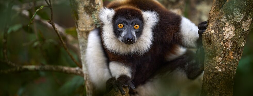 Madagaskar: Kaleidoskop der Natur