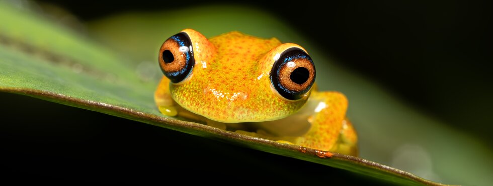 Madagaskar: Regenwald, Lemuren und Tropenstrand