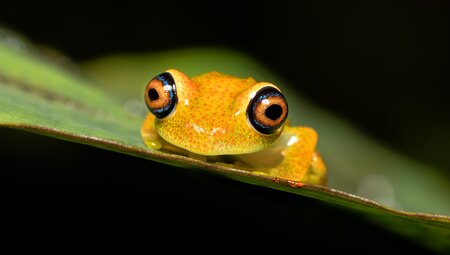 Madagaskar: Regenwald, Lemuren und Tropenstrand