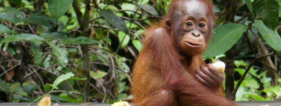 Kalimantan und Sulawesi - Bei Orangs und Büffeln