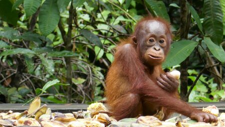 Kalimantan und Sulawesi - Bei Orangs und Büffeln