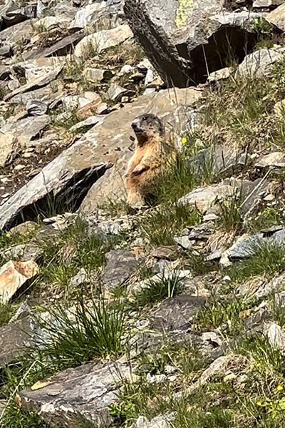 Murmeltier auf der Alpenüberquerung Oberstdorf - Meran