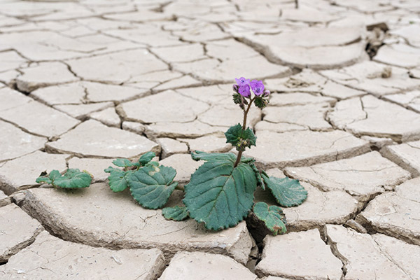 Blume in Wüste. Death Valley USA