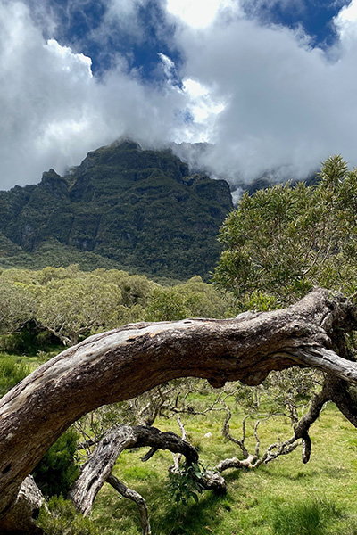 Baumstamm vor Bergen auf La Réunion