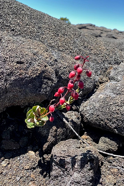 rote Blume in Kraterlandschaft auf La Réunion