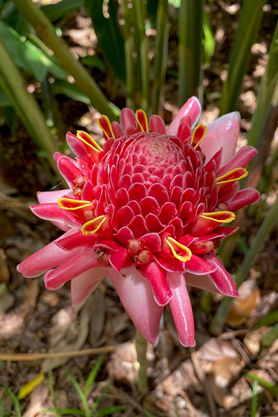 pinke Boume im Jardin d‘Eden auf La Réunion