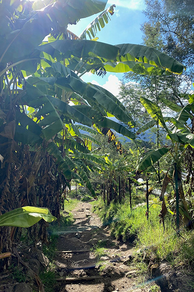 Pfad mit Palmen auf La Réunion