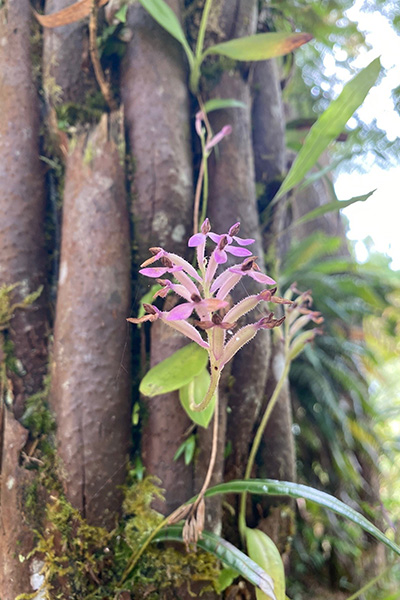 Rosa Blume auf La Réunion