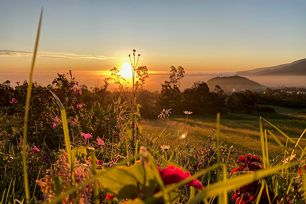 Wiese im Sonnenuntergang auf La Réunion