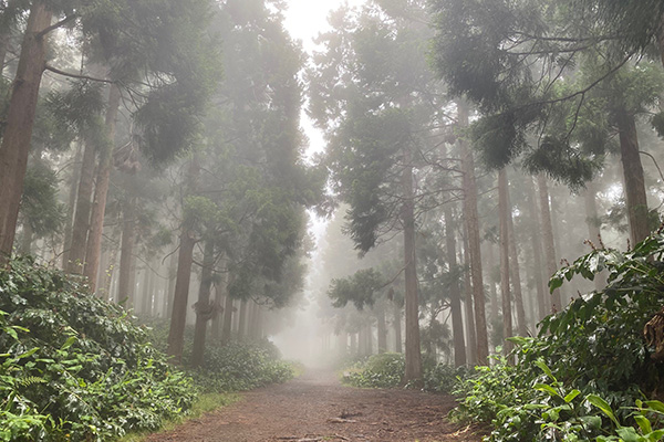 nebliger Wald auf La Réunion