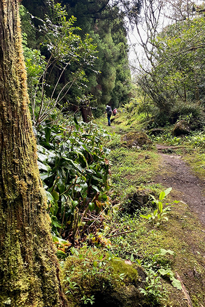 Waldweg auf La Réunion