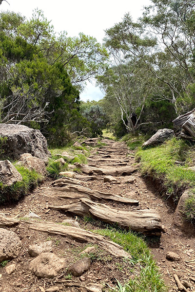 Waldpfad auf La Réunion