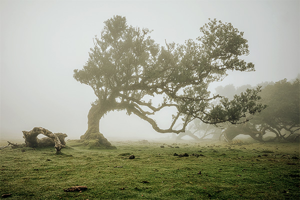 Der Fanal Wald bei Nebel.