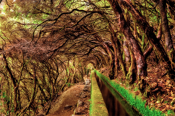 Lorbeerbäume auf der Levada das 25 Fontes.