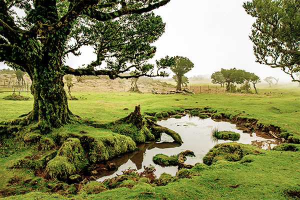 Vulkanisches Becken im Fanal Wald.