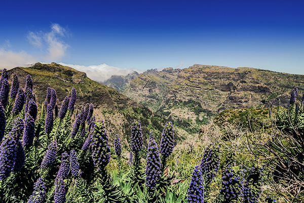 lila Blumen vor Bergen auf dem PR12 auf Madeira