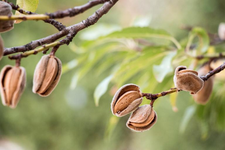 Zur Mandelblüte auf Mallorca wandern Blog ASI Reisen