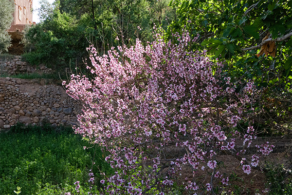 blühender Busch in einer Oase in Marokko