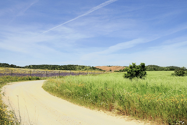 Pfad zwischen Blumenwiese in Alentejo, Portugal