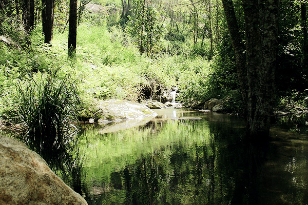 Waldsee bei Monchique an der Algarve, Portugal