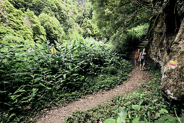 Waldpfad auf Sao Miguel, Azoren, Portugal