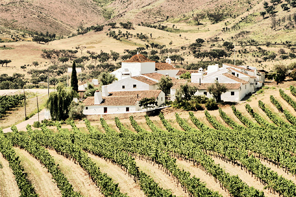 Weinberg in Borba, Portugal