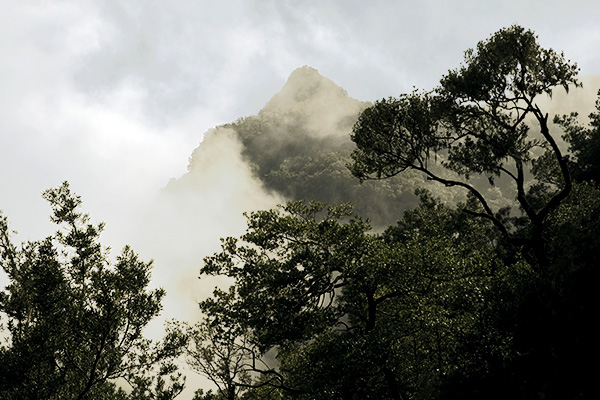 Nebelschwaden im Laurisilva auf Madeira, Portugal