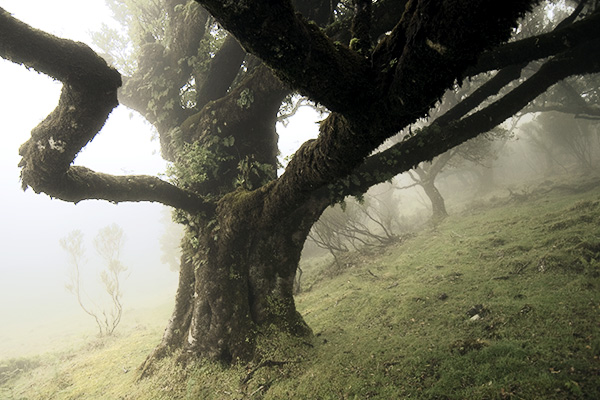 Laurisilva im Nebel, Madeira, Portugal