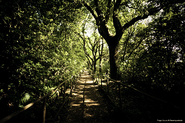 Levada Caldeirão Verde, Madeira, Portugal